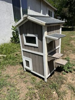 Cat Small Animal House