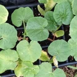 Pumpkin Plants $1