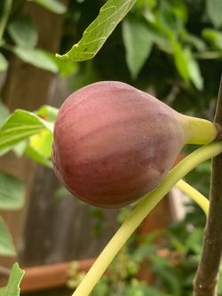 Fig trees