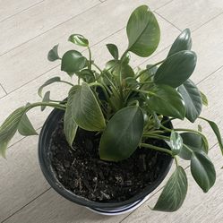 Plant For $15