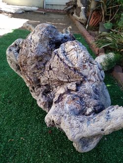 Unique driftwood tree stump