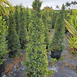 topiary  tree  cones balls spiral pompom  staring  $30 and up