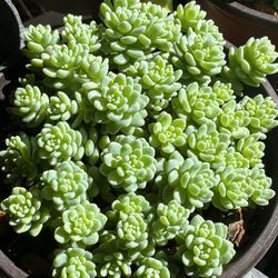 Succulents Plants 4”pot