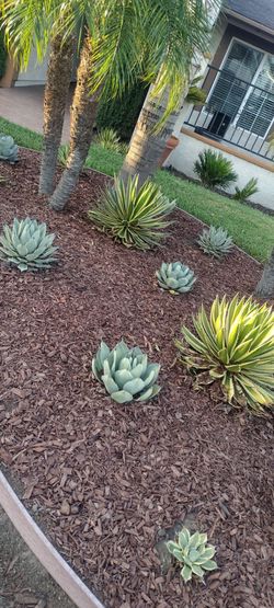 Agaves in Chino