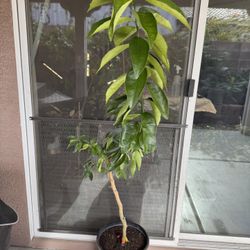 Pixie Mandarin Tree 