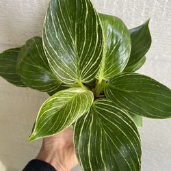 Philodendron Birkin With Ceramic Pot