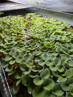 Salvinia Minima (water spangles)