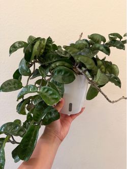 Hoya Krinkle 8 - $35