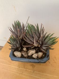 Plants 🪴