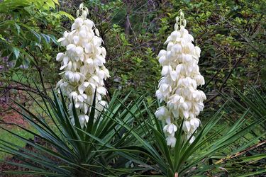 Yuca plant
