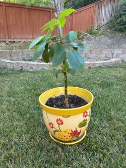 Beautiful Live Plant + Large Decorative Ceramic Planter – $27 OBO
