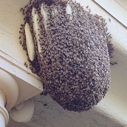 Cheap Live Bee Colony Removal
