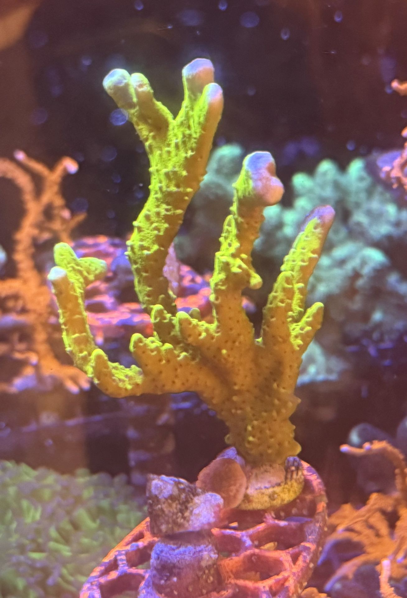 Salt Water Aquarium Decor