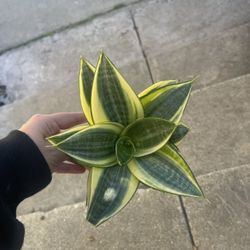 Sansevieria Golden Hahnii