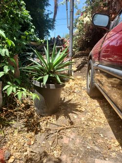Large agave century plant