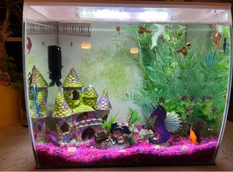 10 gallon fish tank with everything included