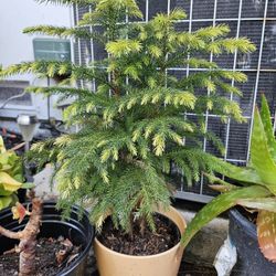 Norfolk pine plant