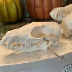Taxidermy Fox Skull!! $30!!