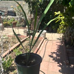 19 Inches Lemon Grass Plant