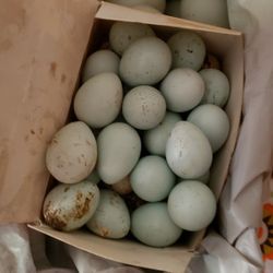 Fertile Celadon Quail Blue And Standard Size Coturnix Quail Egg
