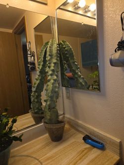 Cactus 🌵