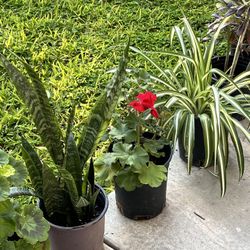 Healthy And Rooted Plants 
