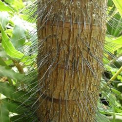 RARE LIVE PLANT 5ft Verschaffeltia splendida - Stilt Palm - Latanier Latte