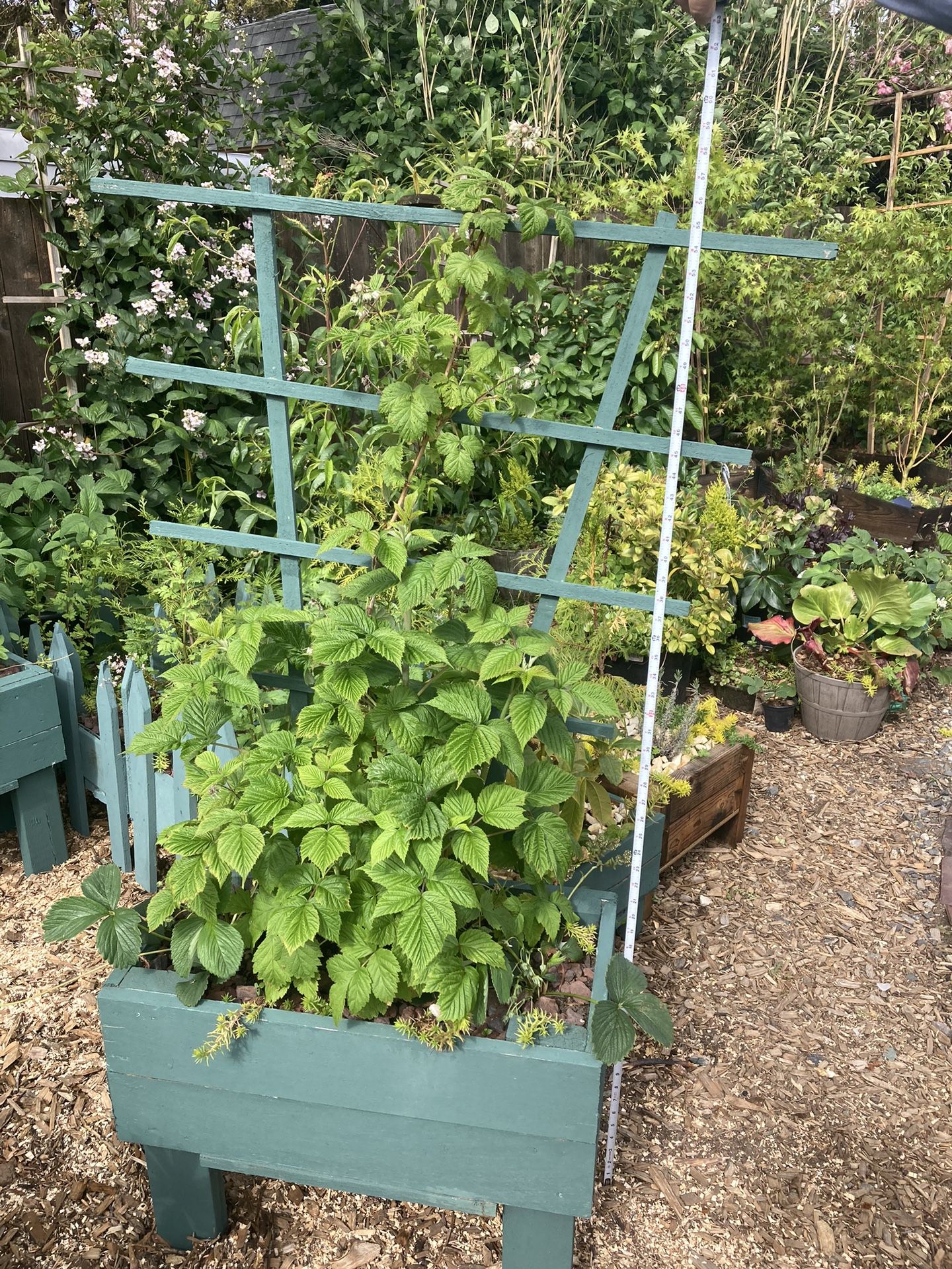 Beautiful Planters  Raspberry And Strawberries And Succulents 