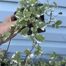 Dichondra plants $3 each 15 available 