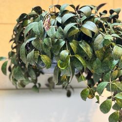 Huge Overflowing Black Pagoda Lipstick Plant Hanging Basket Potted Indoor Plant 
