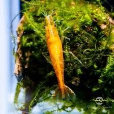 Orange Aquarium Plant(s)hrimp