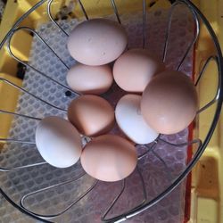  Eggs  🥚 