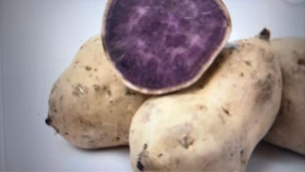 Okinawan sweet potato plant