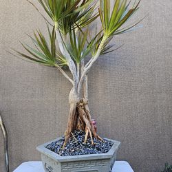 Old  Dracaena reflexa var ( Dragon tree ) Bonsai Tree Outdoor and Indoor plant