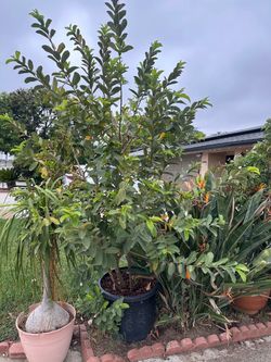 Guava lives tree