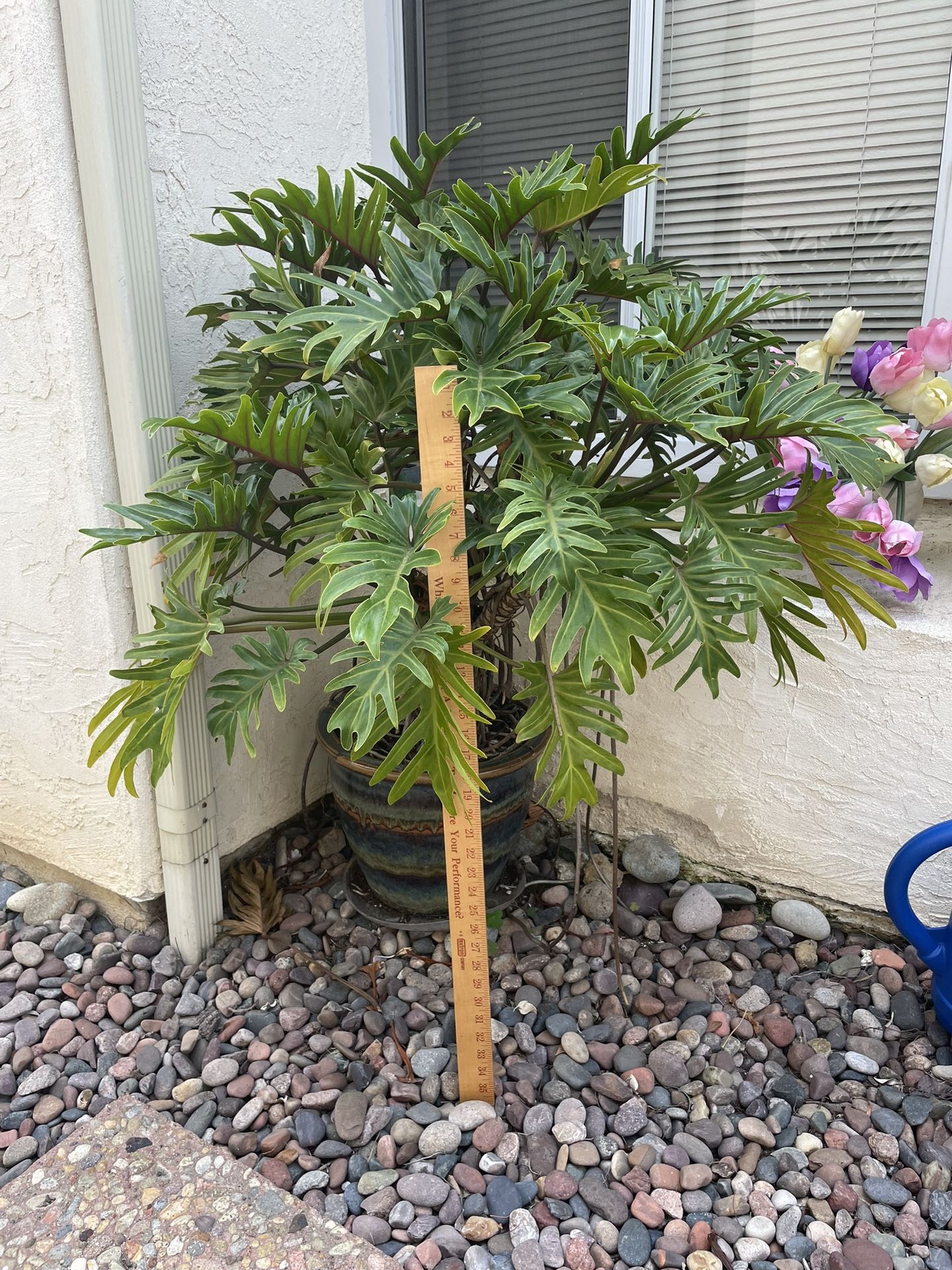 Philodendron Plant