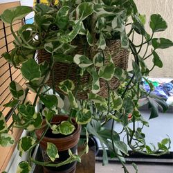 Indoor Hanging Plant