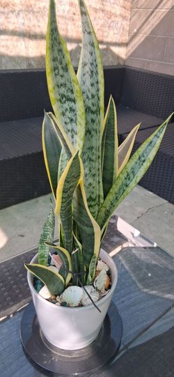 Snakce Plant (ceramic pot)
