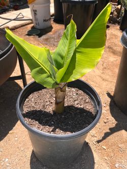 Banana Tree 25gal pot