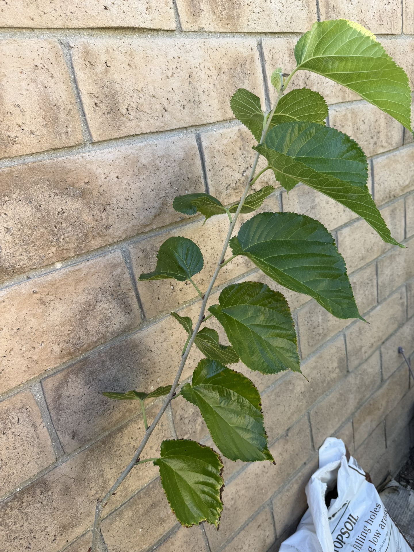 Pakistani Mulberry , Long Sweet Fruits.