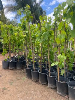 Grape Vines- Blueberry Plants- Strawberry Plants- Gooseberry Plants-