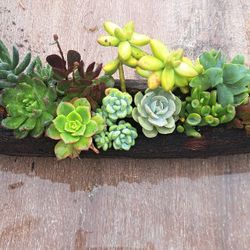 Mother's Day Succulents Arrangements 
