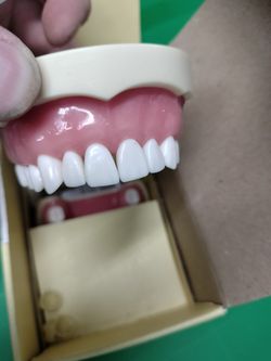 Dental Tooth Model