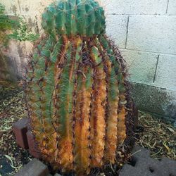 32" Tall Healthy Fishhook Cactus- Huge