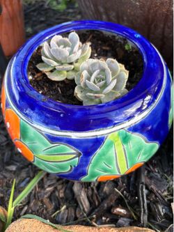 Plant