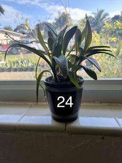 Various House Plants 🌺 🪴 