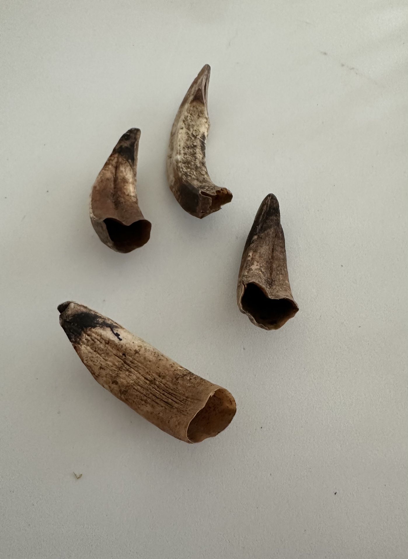 Vintage Natural Wild Boat Tusks ⁉️