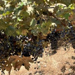 Grapes 🍇 