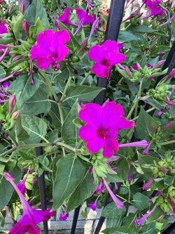 Flower SEEDS