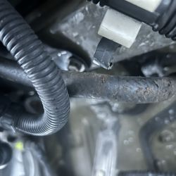 Outlet Canister Goose